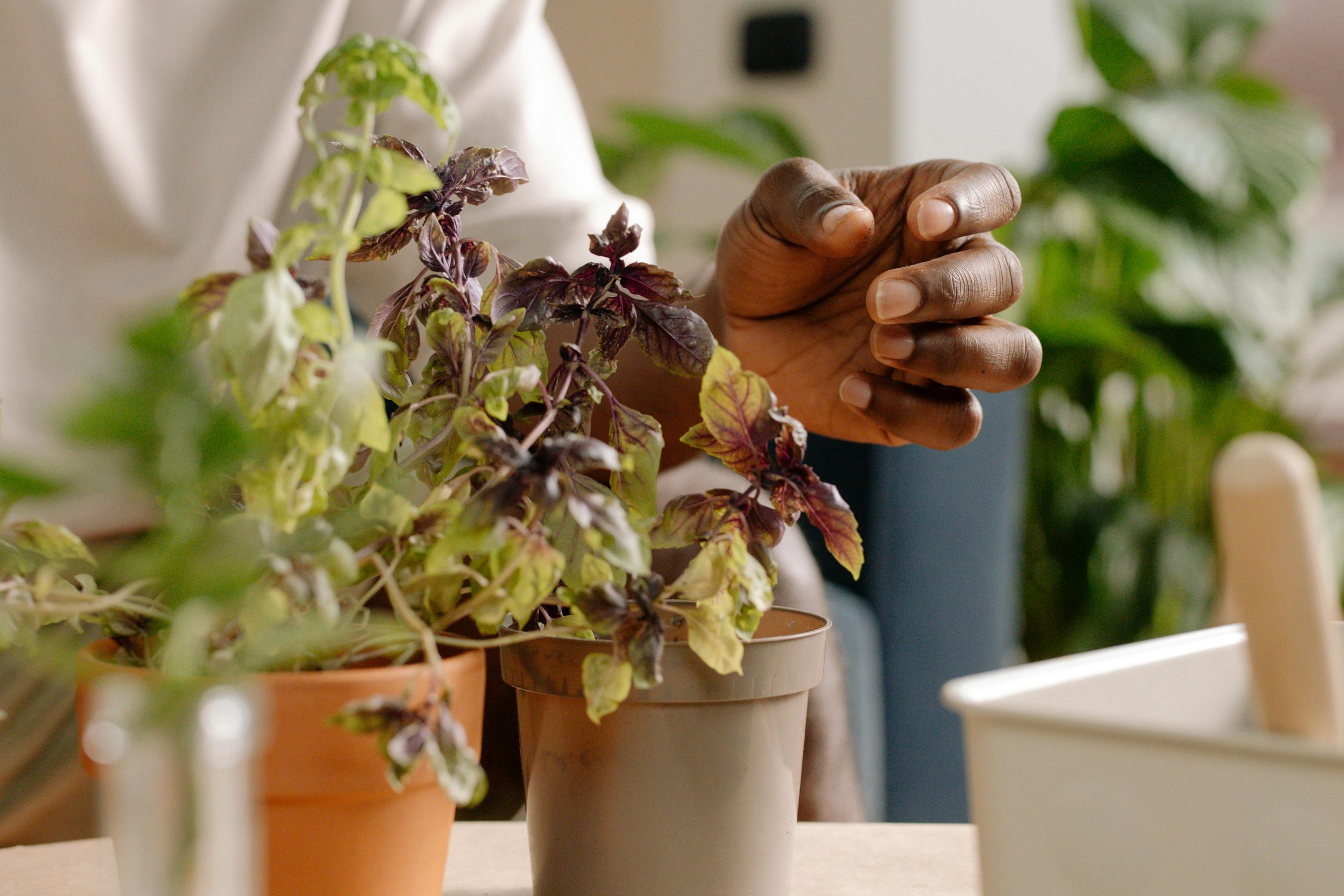 Why Is My Basil Turning Yellow? What You Might Be Doing Wrong